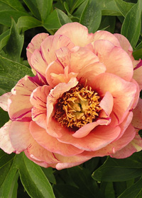 Paeonia Itoh 'Callie's Memory'